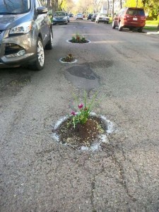 PotholeFlowers